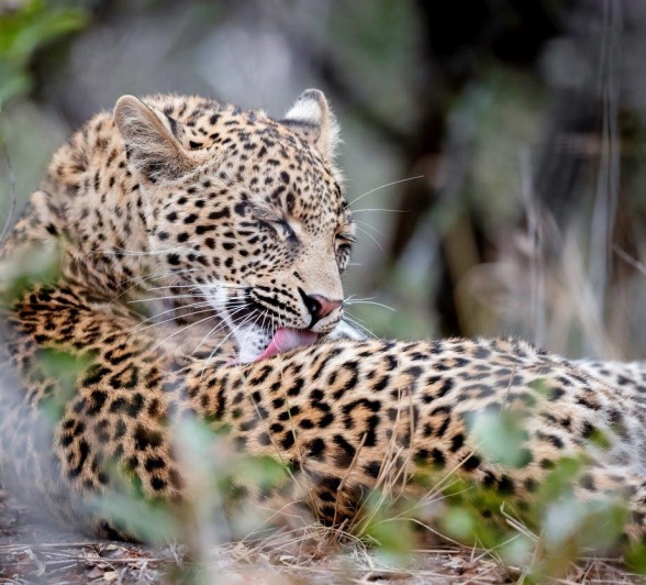 The Ntsumi female leopard with her cub. The Ntsumi female leopard with her cub.