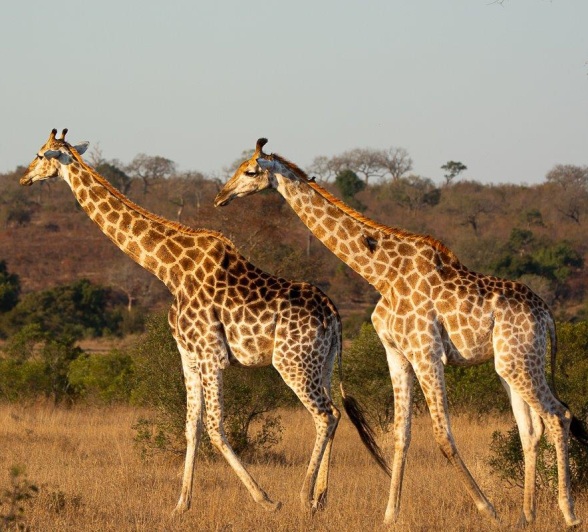 Giraffes in the Sabi Sabi Reserve, standing tall among the trees, showcasing their majestic height and calm presence.. Giraffes in the Sabi Sabi Reserve, standing tall among the trees, showcasing their majestic height and calm presence..