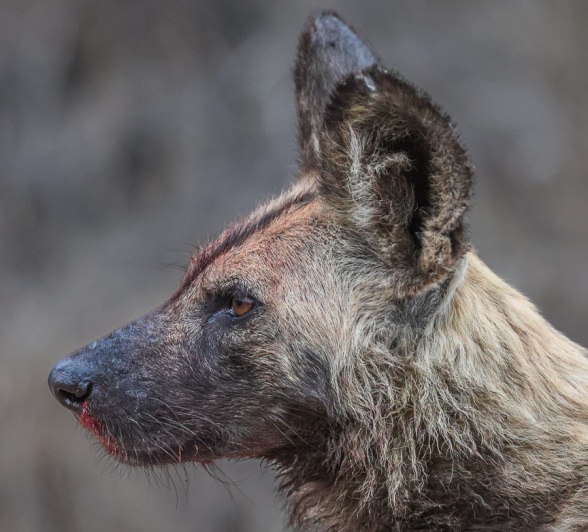 Sabi Sabi Ruan Mey Wilddogs Sabi Sabi Ruan Mey Wilddogs