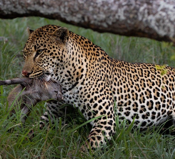 Khulwana carries a young warthog in his strong jaws.