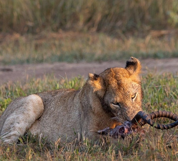 Sabi Sabi Ronald Mutero Msuthlu Pride Female Eats