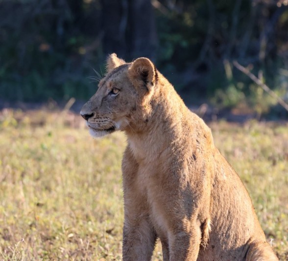 Sabi Sabi Jan Nel Msuthlu Lion Sabi Sabi Jan Nel Msuthlu Lion