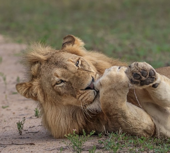 A male lion rolls about. 