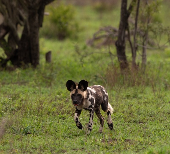 Sabi Sabi Viviane Ladner Wild Dog