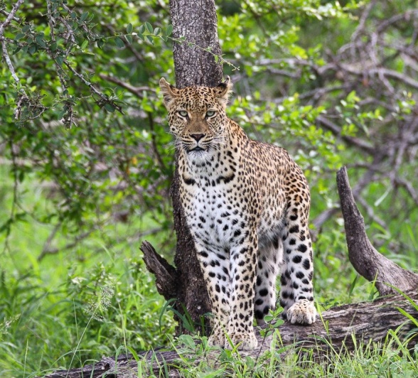 Golonyi, the leopard.
