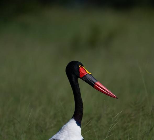A Saddle-billed stork. 