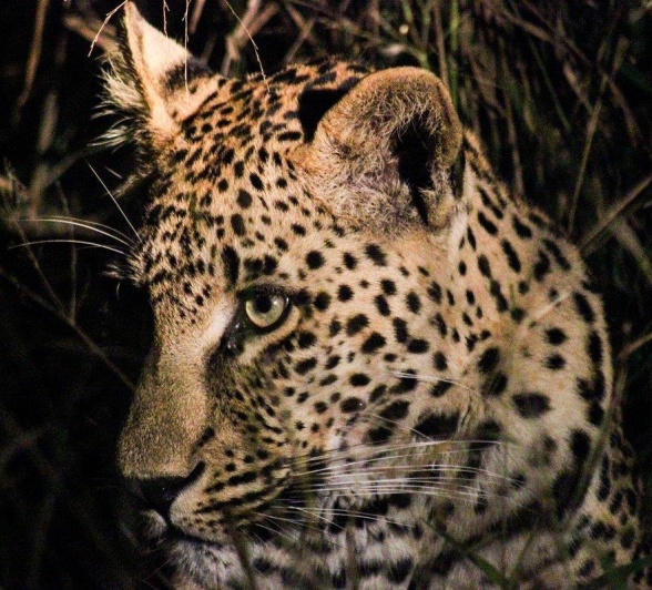 A33Ruan Mey Nottens Male 210523 4