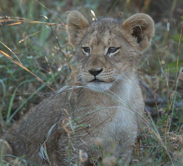 A lion cub from the Southern Pride scans its environment.
