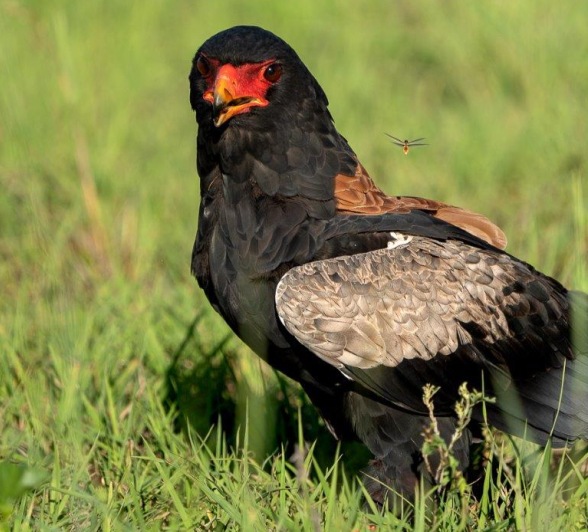 Bataleur Eagle Macs Toich