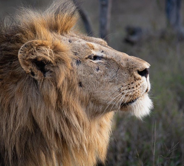 The Gijima male lion waking in the early morning light. The Gijima male lion waking in the early morning light.