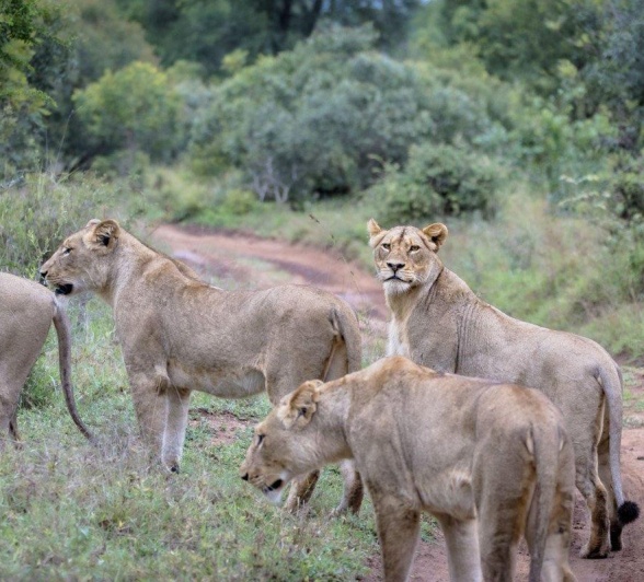 Always alert, members of the Styx pride walked along the road after a successful night of hunting. 