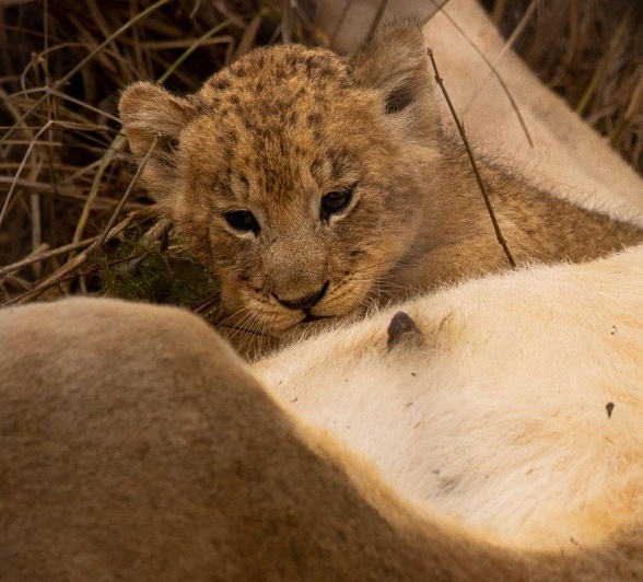 A newborn lion cub from the Msuthlu Pride, hidden away safely from predators. A newborn lion cub from the Msuthlu Pride, hidden away safely from predators.
