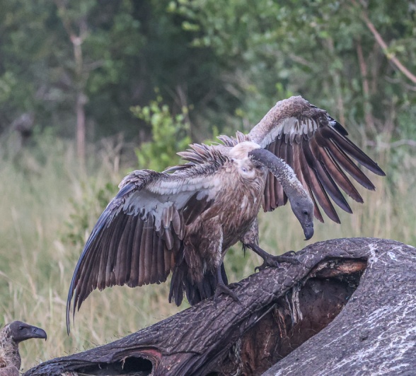A vulture looks within an elephant carcass. A vulture looks within an elephant carcass.