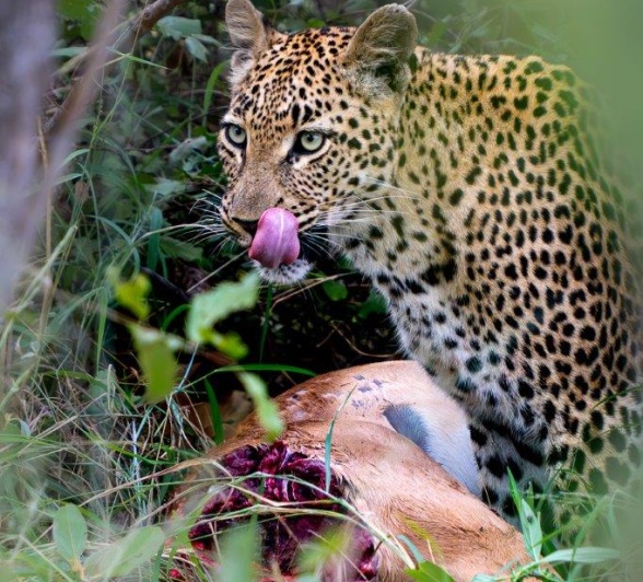 Golonyi with a fresh kill. 