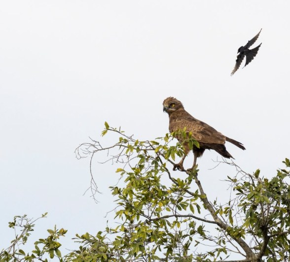 Sabi Sabi Benjamin Loon Drongo Bomb Sabi Sabi Benjamin Loon Drongo Bomb