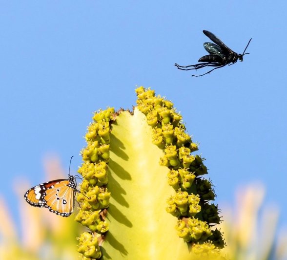 Sabi Sabi Benjamin Loon Butterfly And Wasp