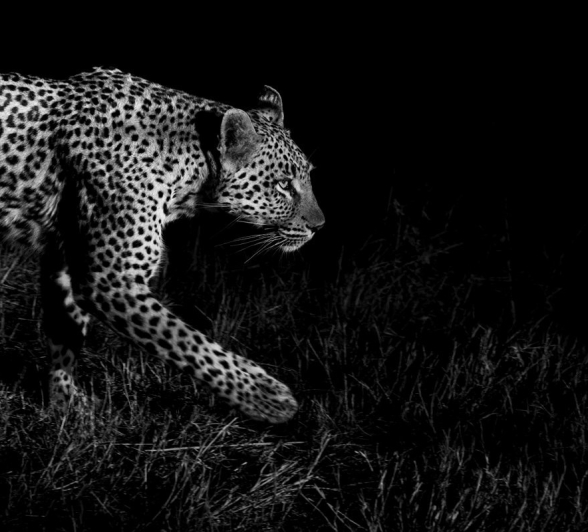 Sabi Sabi Benjamin Loon Golonyi Black And White Sabi Sabi Benjamin Loon Golonyi Black And White