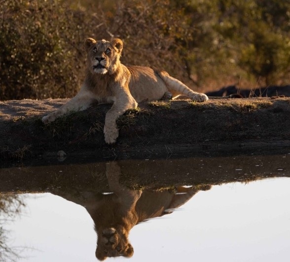 The young male lion resting, with his mirror reflection in the water