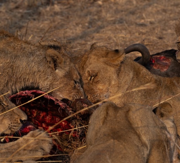 Sabi Sabi Viviane Ladner Msuthlu Pride Feast Sabi Sabi Viviane Ladner Msuthlu Pride Feast