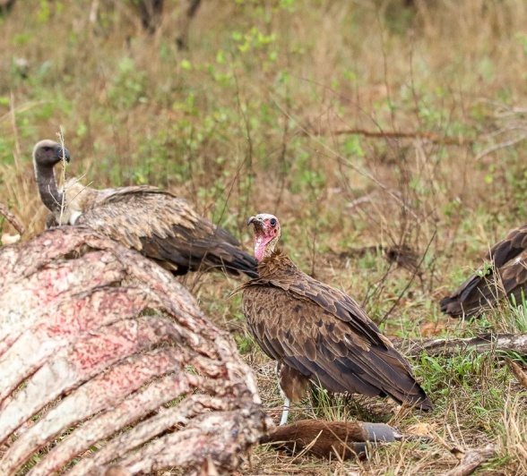 Vultures - nature's clean up crew.