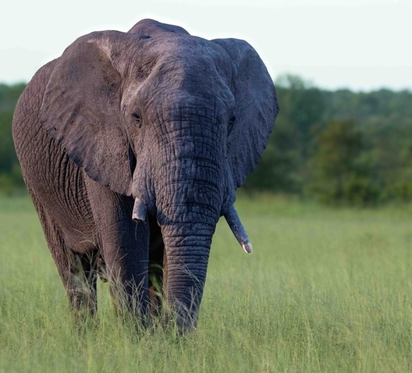 Sabi Sabi Ronald Mutero Elephant Close