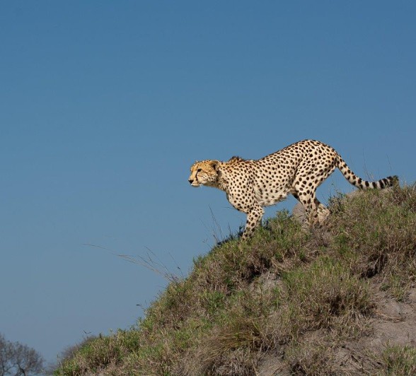 The Safari Plan by Ronald Mutero The Safari Plan by Ronald Mutero