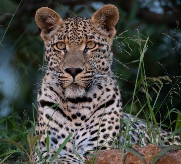 The Nottins male leopard was found resting on a termite mound. 