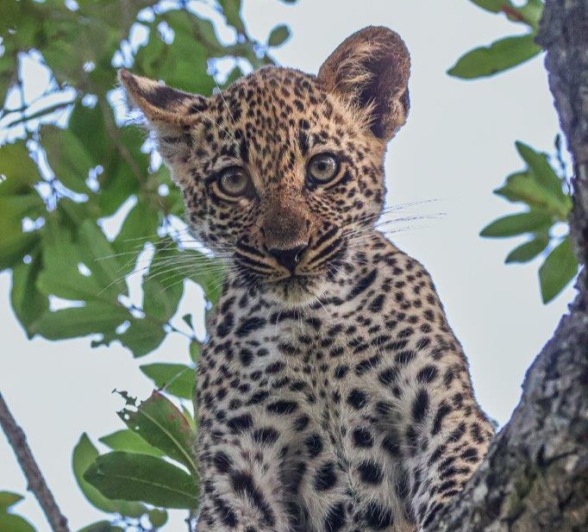 The Tengile cub looks down at us from his safe perch in a tree. The Tengile cub looks down at us from his safe perch in a tree.