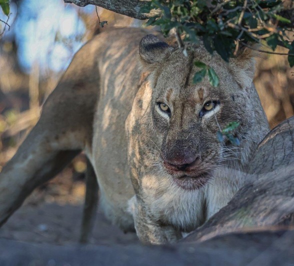 A lioness from the Msuthlu Pride feasting on the elephant carcass, a significant kill for the pride.