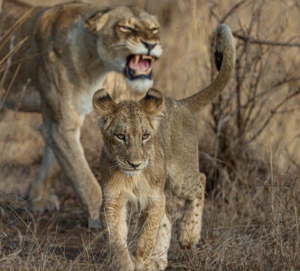Msuthlu sub-adult lion walking with an adult lioness.