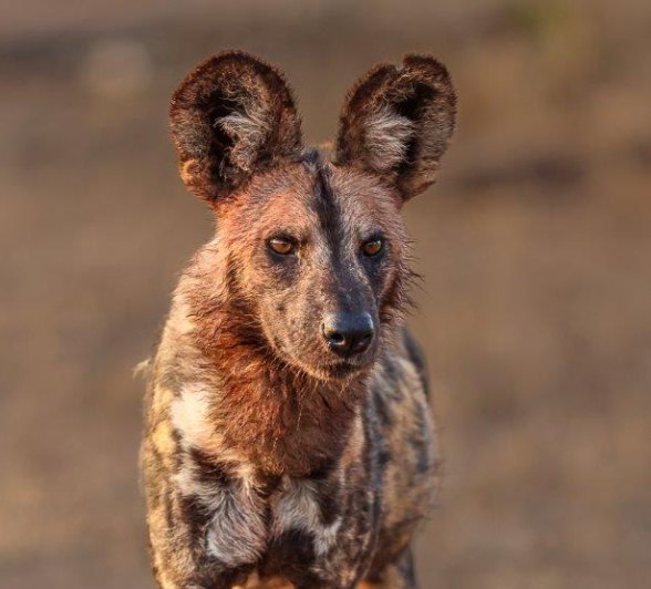 Wild dogs finishing off their meal, surrounded by the bush.