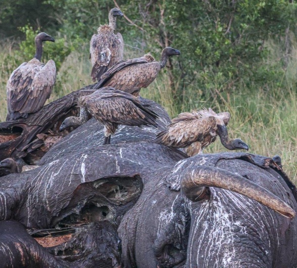 Vultures eat off an elephant carcass. Vultures eat off an elephant carcass.