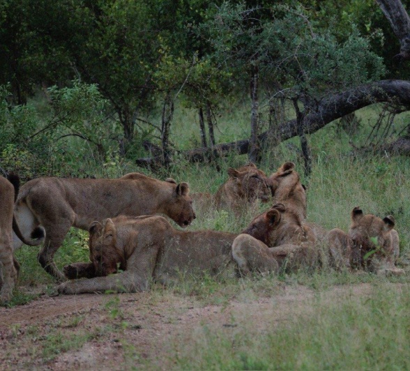 Members of the Kambula pride rest. Members of the Kambula pride rest.