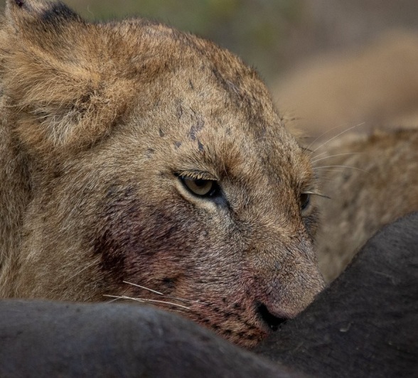 A member of the Msuthlu pride feasts. A member of the Msuthlu pride feasts.