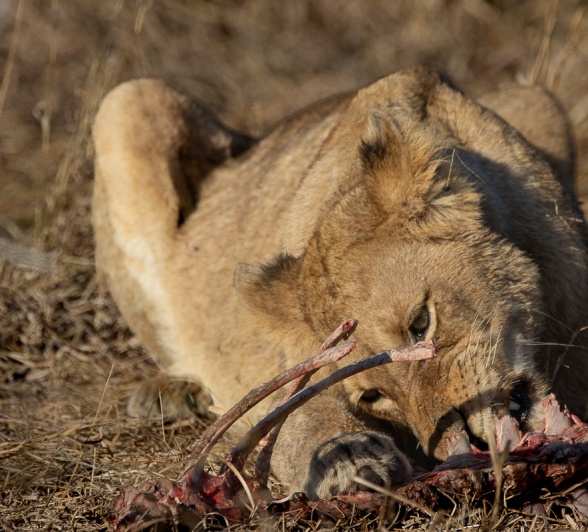 Sabi Sabi Ronald Mutero Msuthlu 1 Sabi Sabi Ronald Mutero Msuthlu 1
