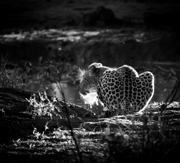 Sabi Sabi Jan Nel Ntsumi Female Sabi Sabi Jan Nel Ntsumi Female