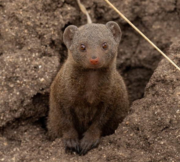 Sabi Sabi Benjamin Loon Dwarf Mongoose Sabi Sabi Benjamin Loon Dwarf Mongoose