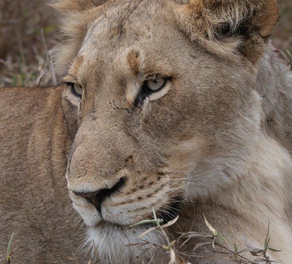 One of the three Three Talamati Pride females were resting close to Bush Lodge. One of the three Three Talamati Pride females were resting close to Bush Lodge.