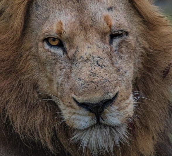 The long awaited return of the N'wawishaka lions had guides and guests very excited on game drive from Sabi Sabi. 
