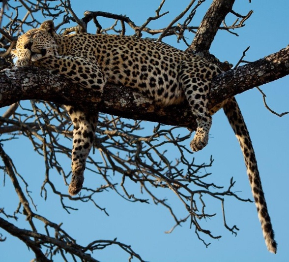 The Mashaba female leopard resting in a tree, securing her duiker kill high above the ground. The Mashaba female leopard resting in a tree, securing her duiker kill high above the ground.