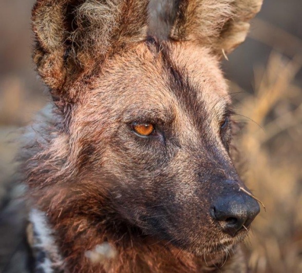 Close-up of two wild dogs feeding on an impala carcass.
