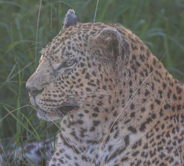 Sabi Sabi Ruan Mey Mashaba