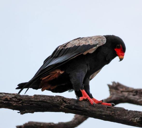 Sabi Sabi Jan Nel Bateleur Eagle