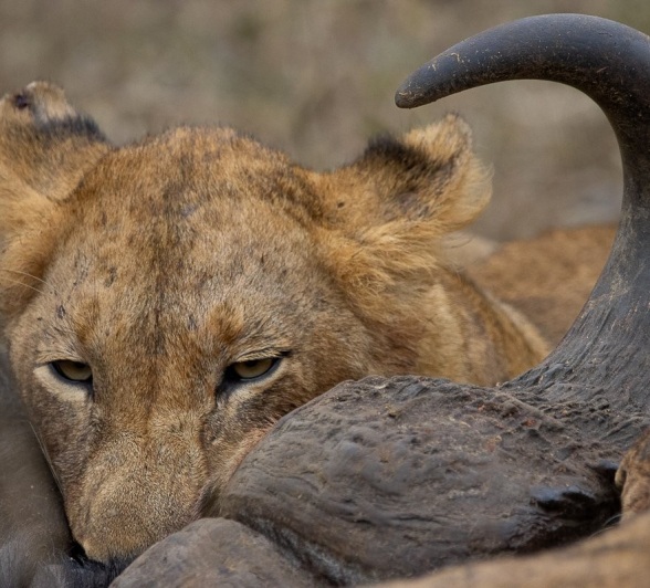 A member of the Msuthlu pride feasts on a buffalo kill. A member of the Msuthlu pride feasts on a buffalo kill.