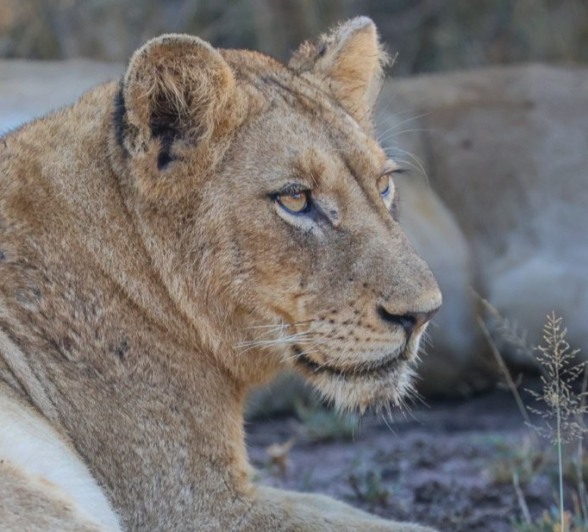 Sabi Sabi Ruan Mey Msuthlu Lion Sabi Sabi Ruan Mey Msuthlu Lion