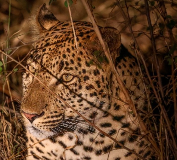 Sabi Sabi Ruan Mey Unnamed Male Leopard Night Sabi Sabi Ruan Mey Unnamed Male Leopard Night