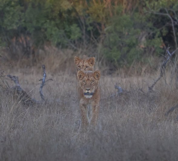 Sabi Sabi Ruan Mey Southern Pride Sabi Sabi Ruan Mey Southern Pride