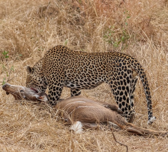 Khulwana was spotted with a fresh kudu kill during a game drive from Sabi Sabi. Khulwana was spotted with a fresh kudu kill during a game drive from Sabi Sabi.