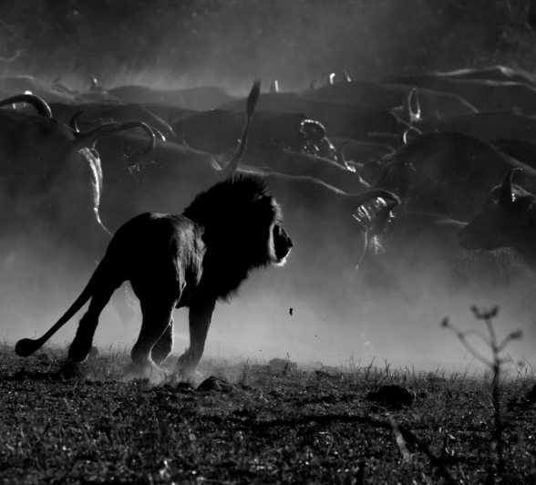 A lion chases a herd of buffalo, causing the dust to rise up.