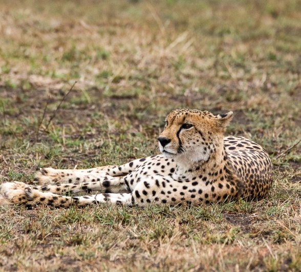 The same cheetah resting after scent marking a bush, defining his territory.